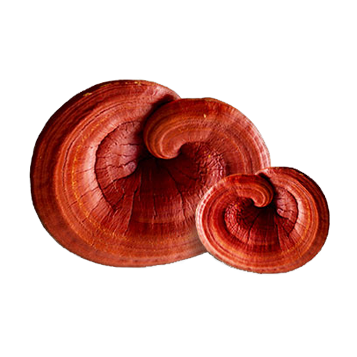 Reishi Mushroom: The Secret to Inner Harmony